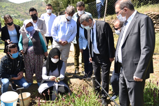 Anamur’da Salep’in ilk hasadını Kaymakam Memük ve Başkan Kılınç yaptı