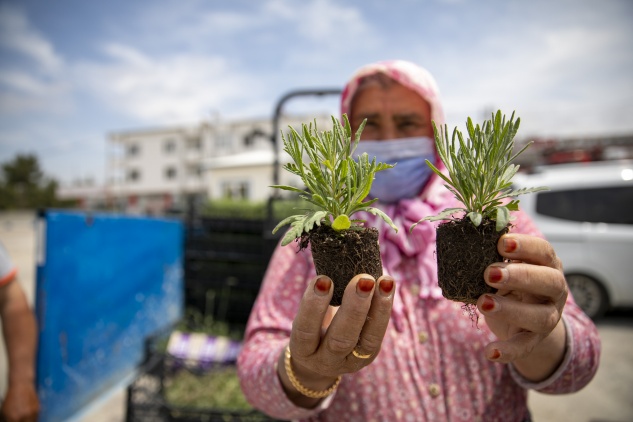 Üreticilere lavanta fidesi dağıtıldı