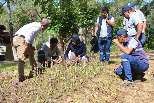 Bozyazı Belediyesi salep yetiştiriyor