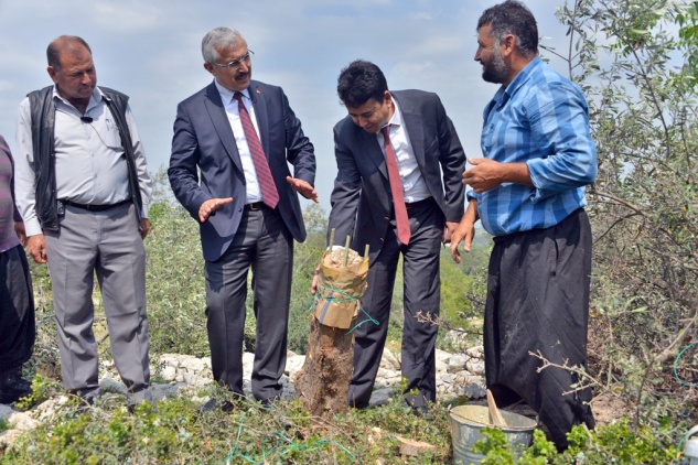 Mersin’de 105 bin zeytin aşılanıyor