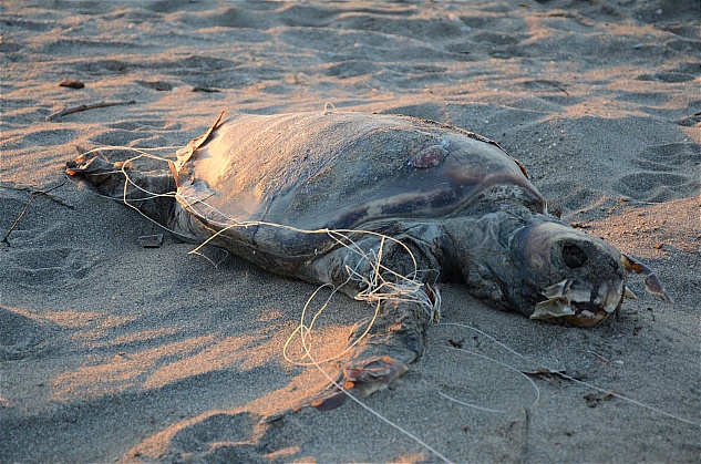 Caretta caretta ölüsü sahile vurdu