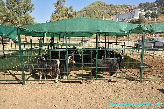 Kurbanlıklar görücüye çıktı