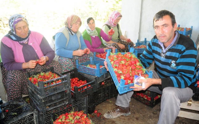 Anamur’un çileği Gülnar da ayrışıyor